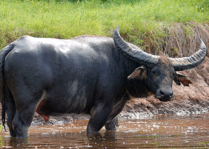 A-SpiceJet-Plane-Hits-a-Water-Buffalo-in-Runway-Gets-Severely-Damaged