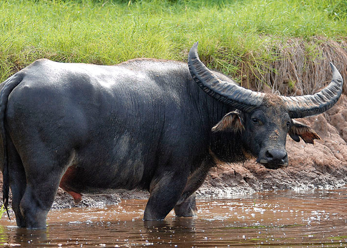 A SpiceJet Plane Hits a Buffalo in Runway, Gets Severely Damaged